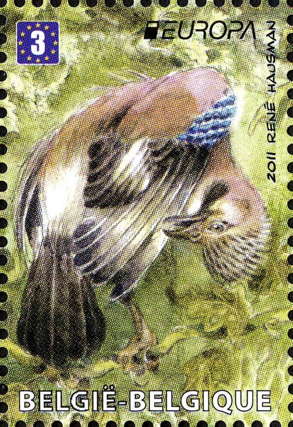 Eurasian Jay (Garrulus glandarius)