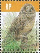 Short-eared Owl (Asio flammeus)