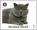 Domestic Cat (Felis silvestris catus)