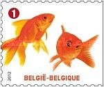 Goldfish (Carassius auratus auratus)
