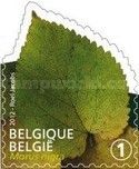 Tree Leaf: Morus nigra