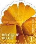 Tree Leaf: Ginkgo biloba