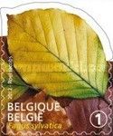 Tree Leaf: Fagus sylvatica