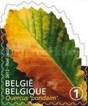 Tree Leaf: Quercus 'pondaim'