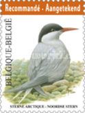 Arctic Tern (Sterna paradisaea)