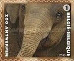 Asian Elephant (Elephas maximus)