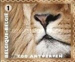 Lion (Panthera leo)