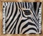 Grevy's Zebra (Equus grevyi)