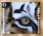 Tiger (Panthera tigris)