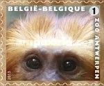 Golden-headed Lion Tamarin (Leontopithecus chrysomelas)
