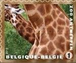Giraffe (Giraffa camelopardalis)