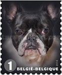 French Bulldog (Canis lupus familiaris)