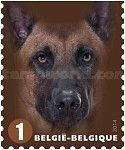 Malinois (Canis lupus familiaris)