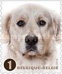 Golden Retriever (Canis lupus familiaris)