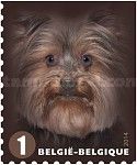 Yorkshire Terrier (Canis lupus familiaris)