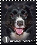 Border Collie (Canis lupus familiaris)