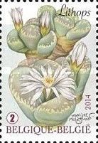 Lithops - Living Stones