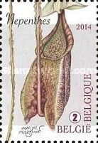 Nepenthes - Tropical pitcher plant