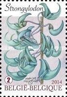 Strongylodon - Jade Vine