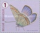 Common Blue (Polyommatus icarus)