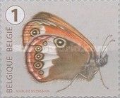 Pearl Heath Butterfly (Coenonympha arcania)