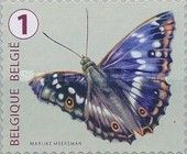 Lesser Purple Emperor (Apatura ilia) 