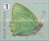 Green Hairstreak (Callophrys rubi)