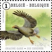 Greylag Goose (Anser anser)