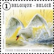 Mute Swan (Cygnus olor)