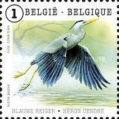 Grey Heron (Ardea cinerea)