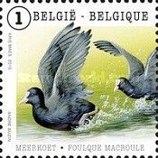 Eurasian Coot (Fulica atra)