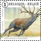 Red Deer (Cervus elaphus)