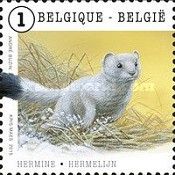 Ermine or Stoat (Mustela ermina)