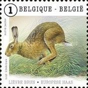 European Hare (Lepus europaeus)