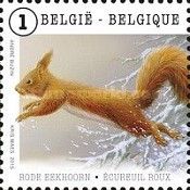 Eurasian Red Squirrel (Sciurus vulgaris)