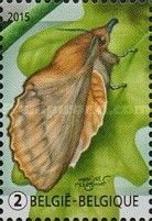 The Lappet (Gastropacha quercifolia)