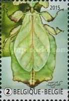 Giant Leaf Insect (Phyllium giganteum)