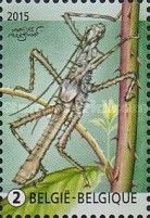 De Haan's Haaniella (Haaniella dehaanii)