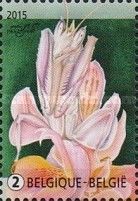 Orchid Mantis (Humenopus coronatus)