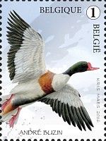 Shelduck (Tadorna tadorna)