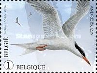 Common Tern (Sterna hirundo)