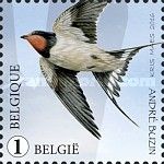 Swallow (Hirundo rustica)