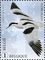 Pied Avocet (Recurvirostra avosetta)