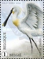 Spoonbill (Platalea leucorodia)