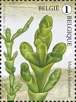 Salicornia pusilla
