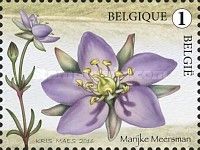 Spergularia media