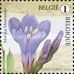 Limonium vulgare