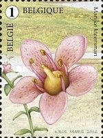 Glaux maritima