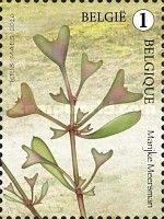 Atriplex pedunculata