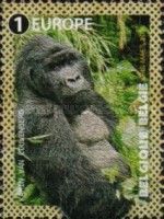 Mountain Gorilla (Gorilla beringei beringei)